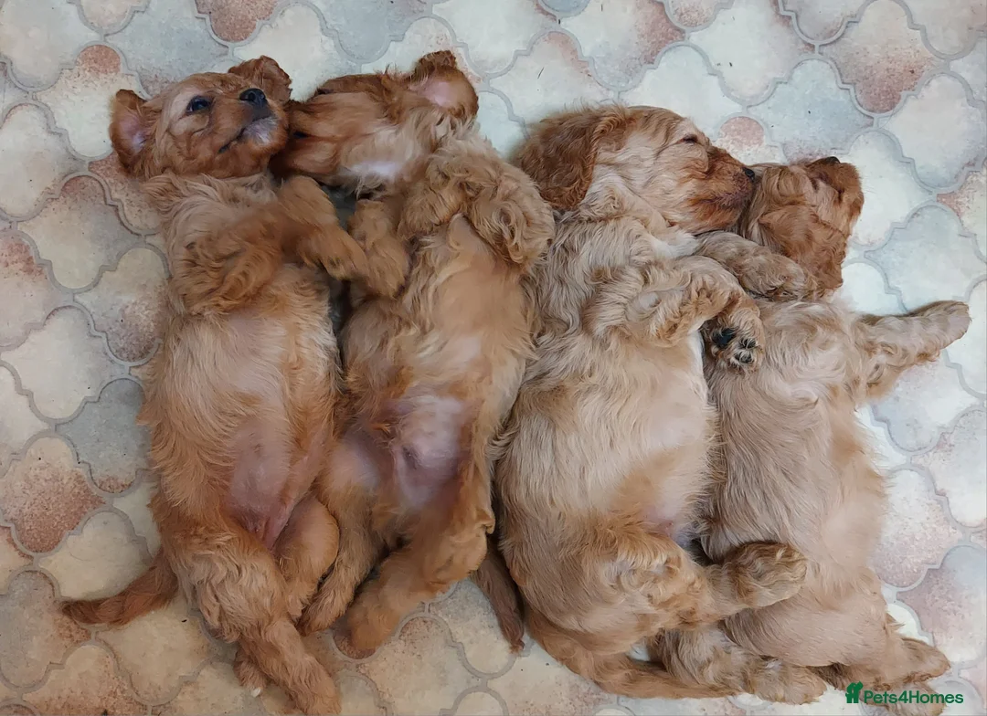 Cavapoo dogs for sale: Cavapoo Bundles of Joy 🥰 - Advert 16