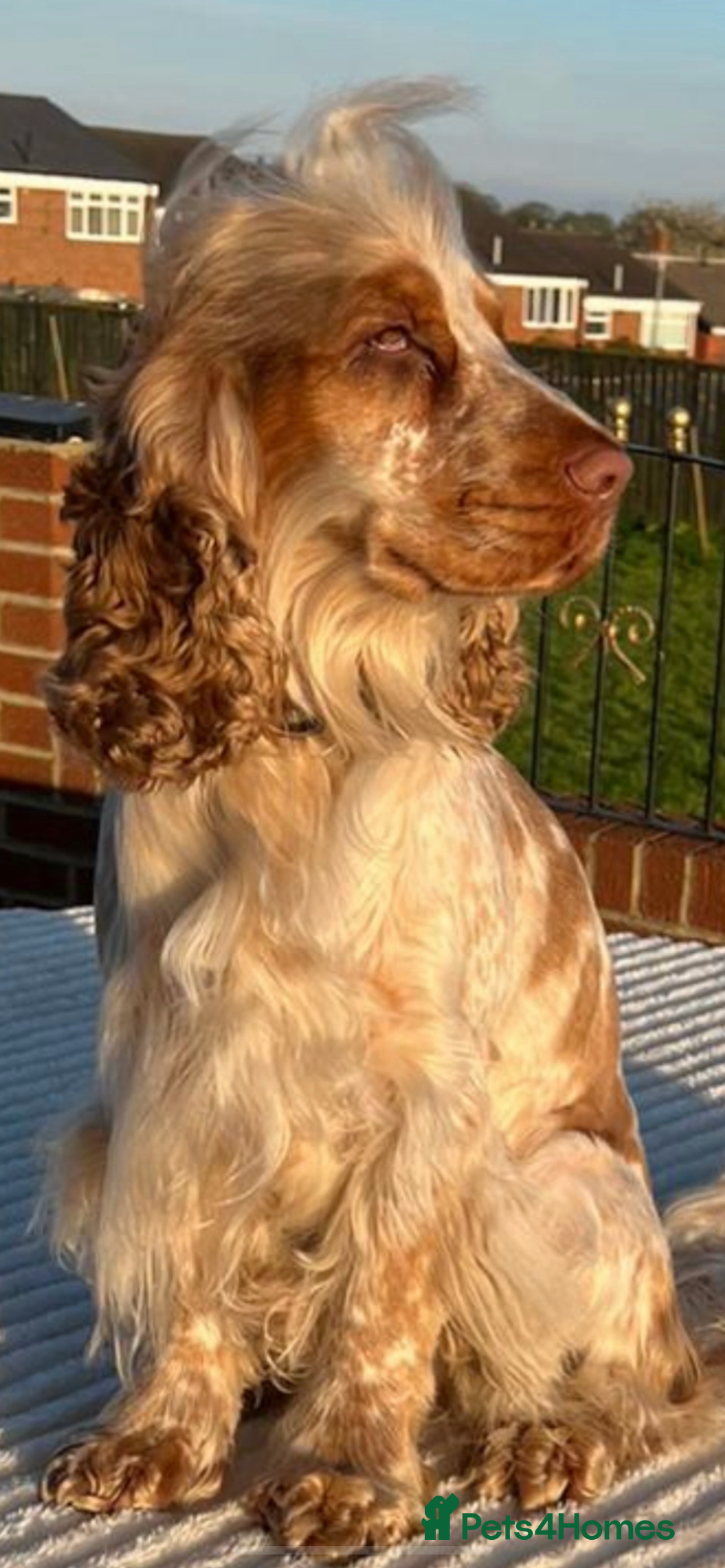 Cocker Spaniel dogs for sale: OUTSTANDING KC REG COCKER SPANIEL PUPPIES  - Image 23