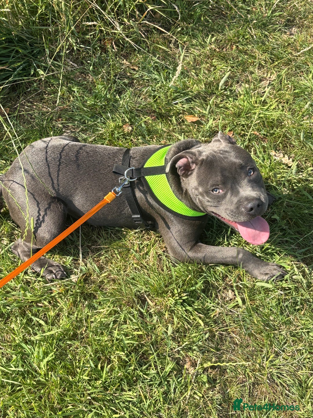 Staffordshire Bull Terrier dogs for sale: 9 month old koda  - Image 6