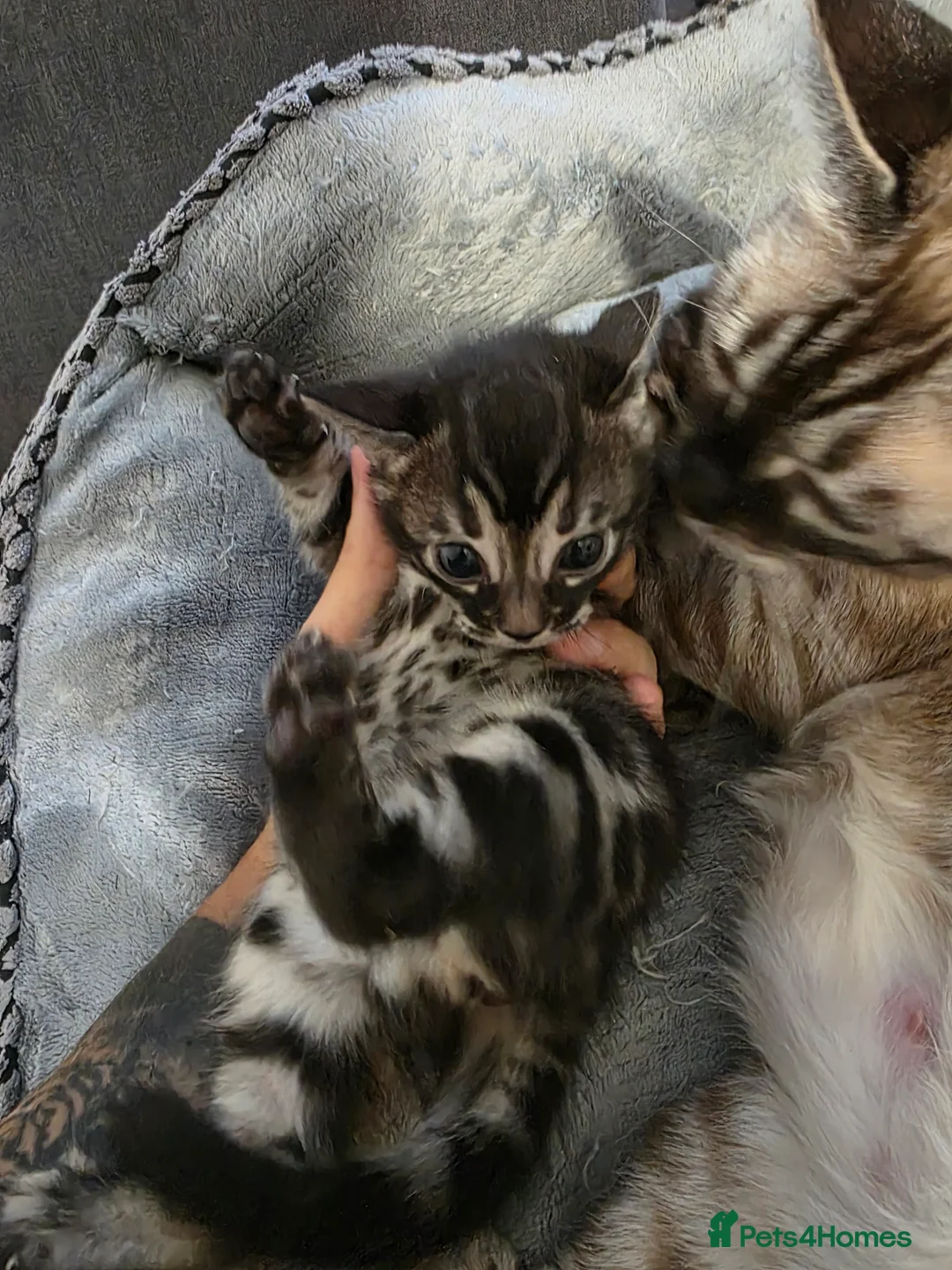 Bengal cats for sale: Double Charcoal DNA Tested Girl  - Advert 11
