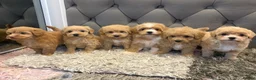 Maltipoo dogs for sale: DNA Clear & KC reg parents  - Advert 4