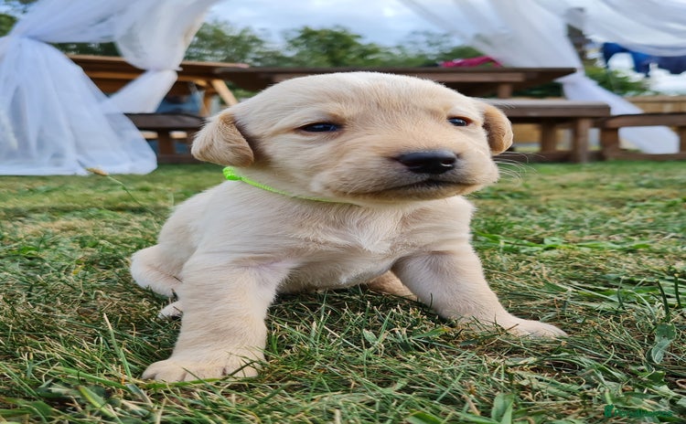 Labrador Retriever dogs - Advert 9