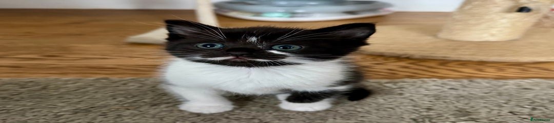 Mixed Breed Kitten 1