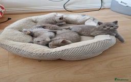 British Shorthair cats for sale: British Shorthair Kittens  - Image 5