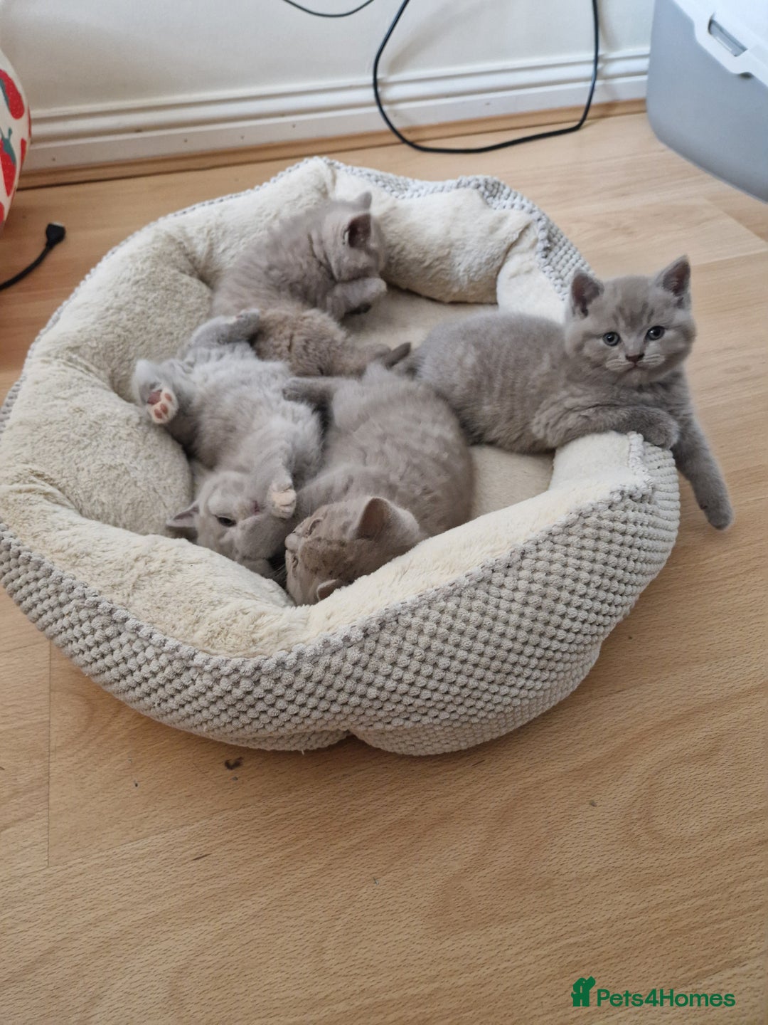 British Shorthair cats for sale: British Shorthair Kittens  - Image 5