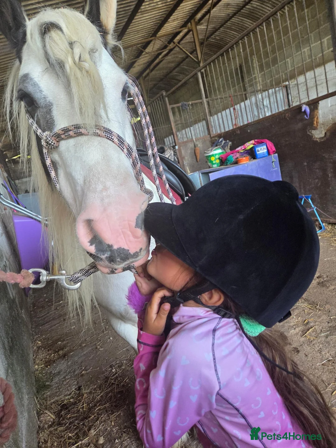 Irish Cob horses for sale: Bindi the unicorn - Advert 2