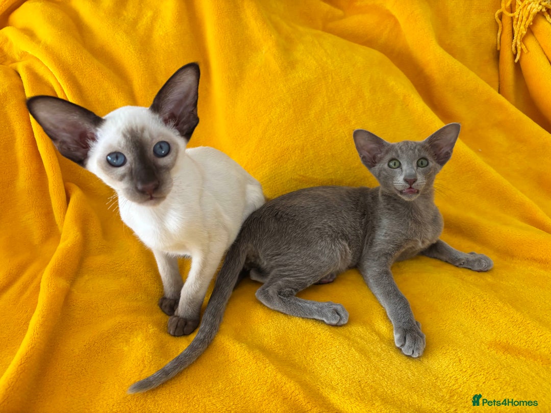 Oriental cats for sale: lilac solid girl and chocolate point boy - Image 1