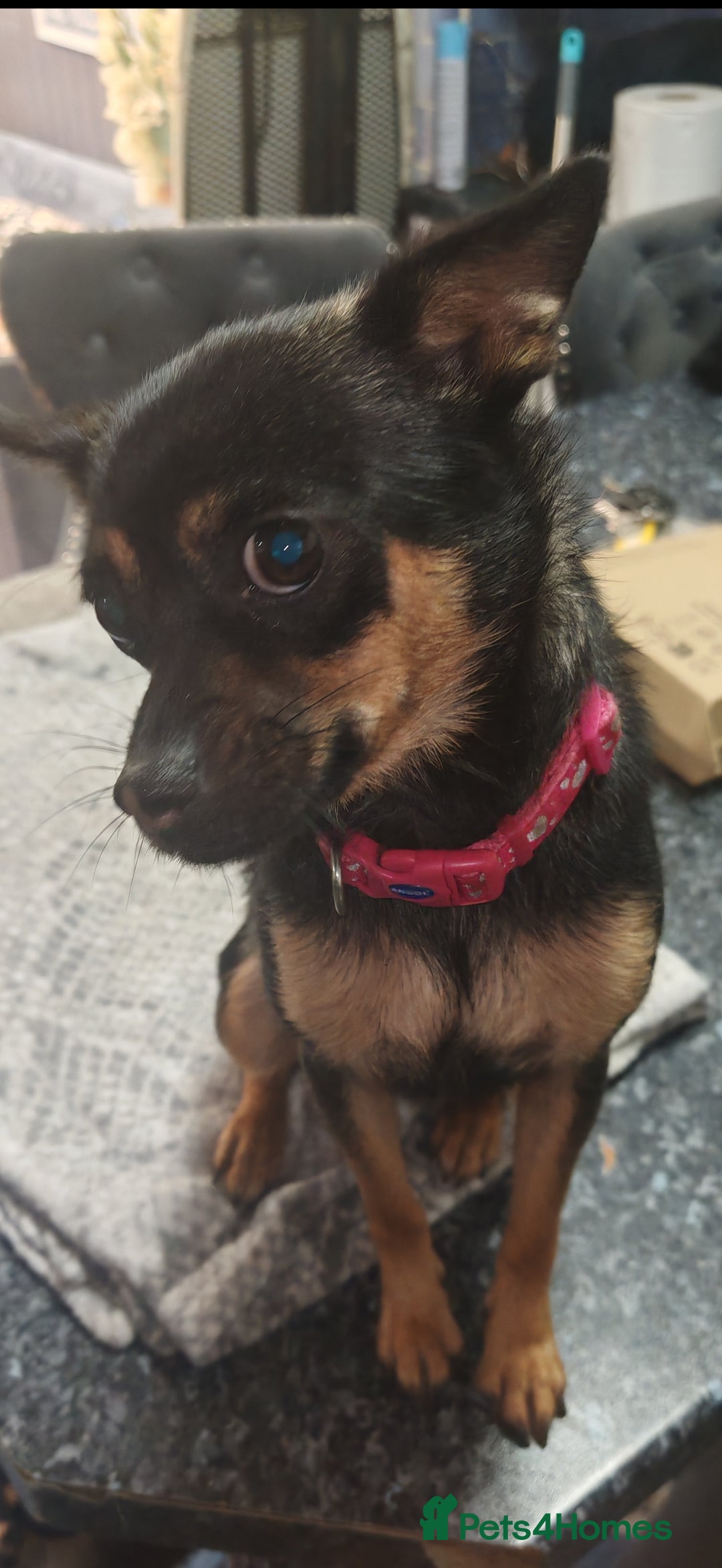 Pomchi dogs for sale: Six stunning pomchi puppies  - Image 8