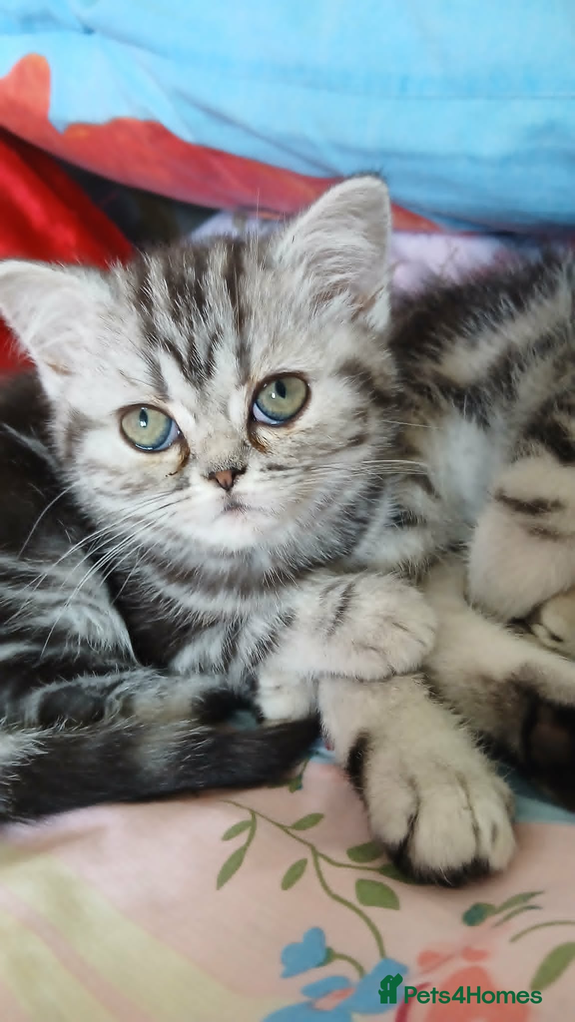British Shorthair cats Bsh. Tabby kitten girl. - Advert 4