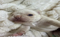 French Bulldog dogs for sale: French bulldog  - Advert 9