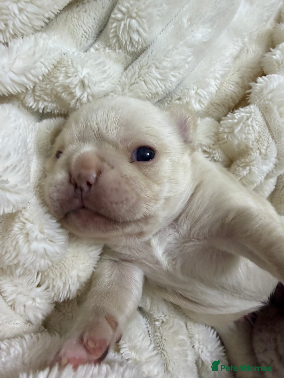 French Bulldog dogs for sale: French bulldog  - Advert 9