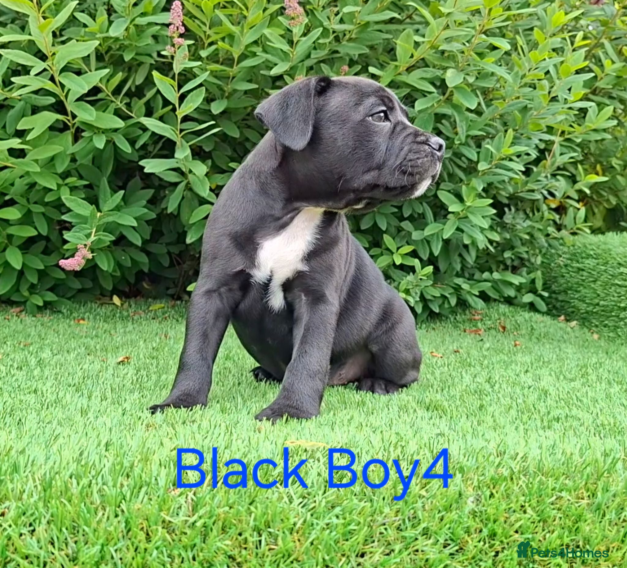 Staffordshire Bull Terrier dogs Classic Staffordshire Bull Terrier Puppies  - Advert 1