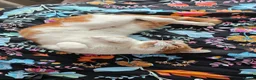 Domestic Shorthair cats for sale: Mother & Son Domestic Shorthair Cats  in Birmingham - Advert 15