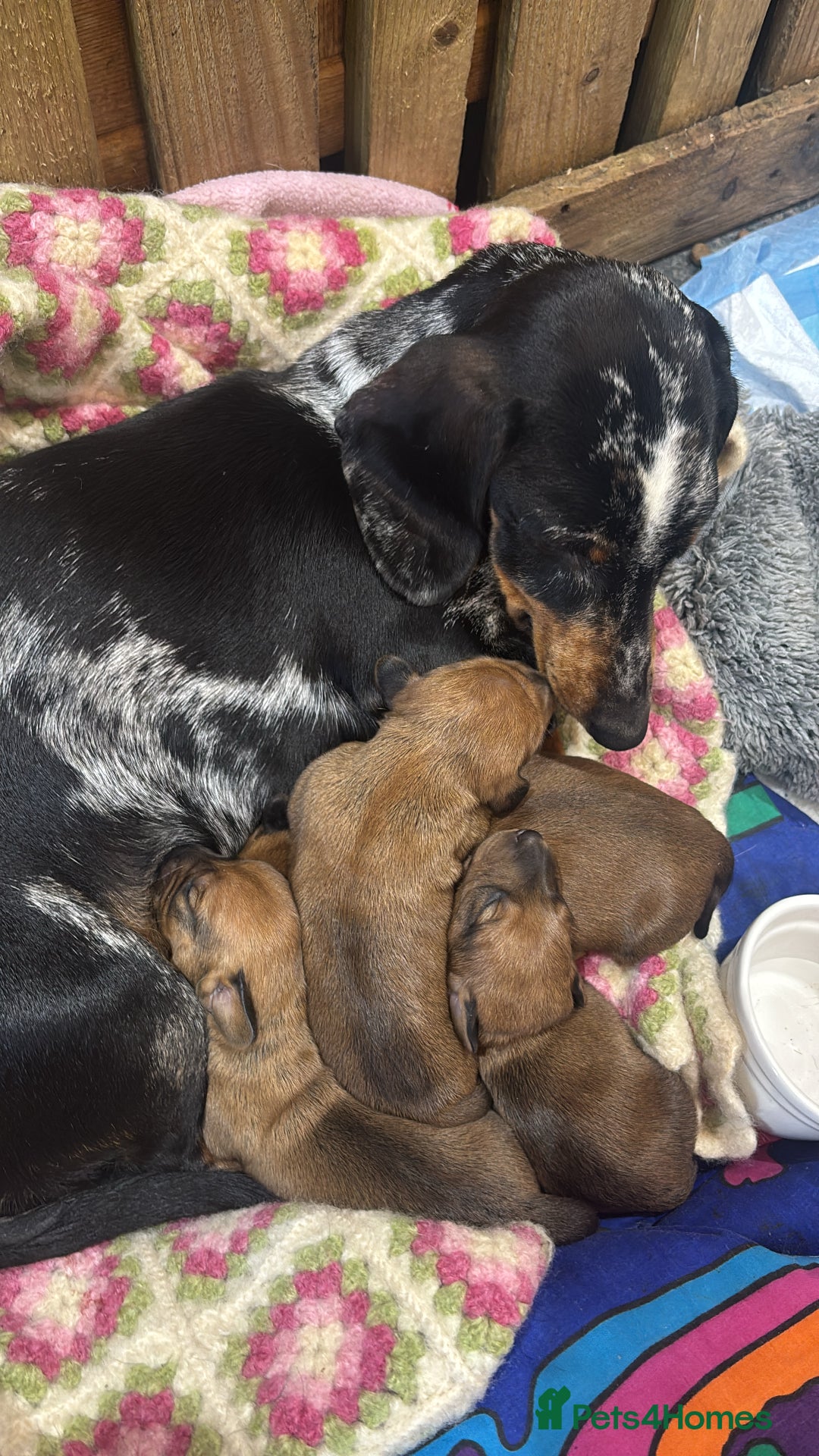 Miniature Dachshund dogs for sale: Miniature dachshund puppies  - Advert 16