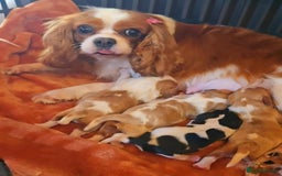 Cavalier King Charles Spaniel dogs for sale: Pure-bred Cavalier King Charles Spaniel puppies  - Image 7