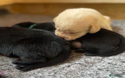 Labrador Retriever dogs for sale: Beautiful Lab Puppies! - Image 4