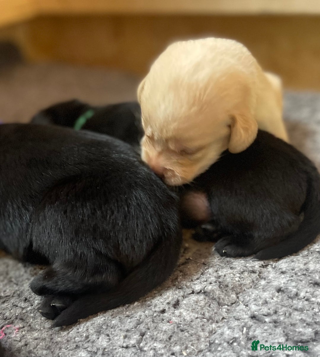 Labrador Retriever dogs for sale: Beautiful Lab Puppies! - Image 4