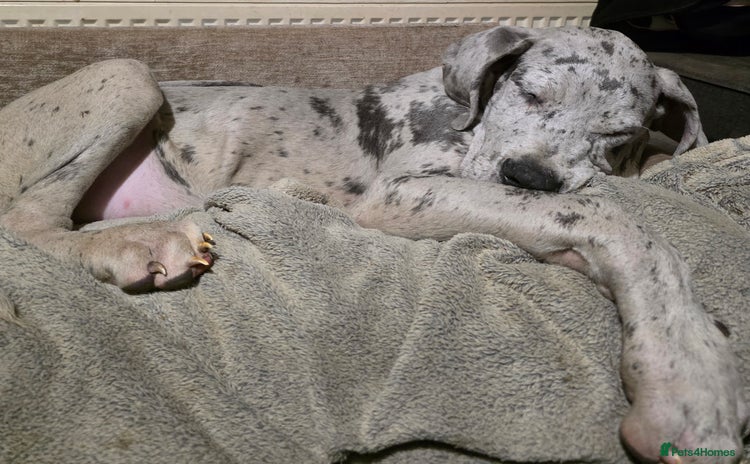 Great Dane dogs Great dane puppies  - Advert 15