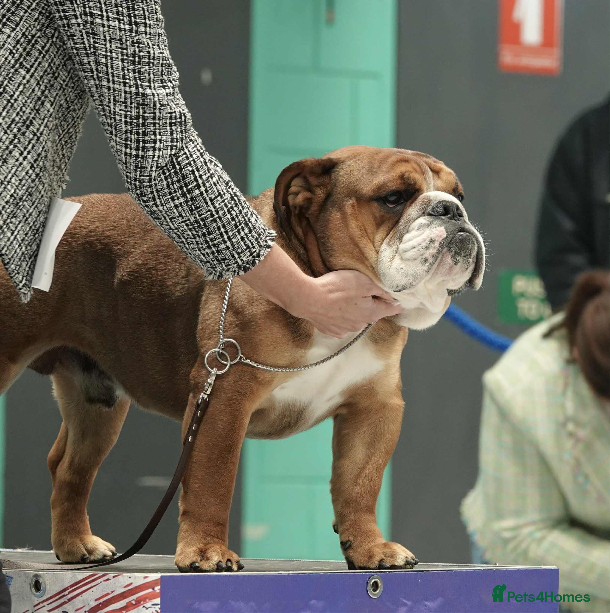 English Bulldog dogs Standard KC registered & health tested - Advert 5