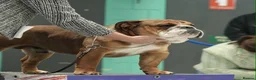 English Bulldog dogs for stud: Standard KC registered & health tested - Advert 1