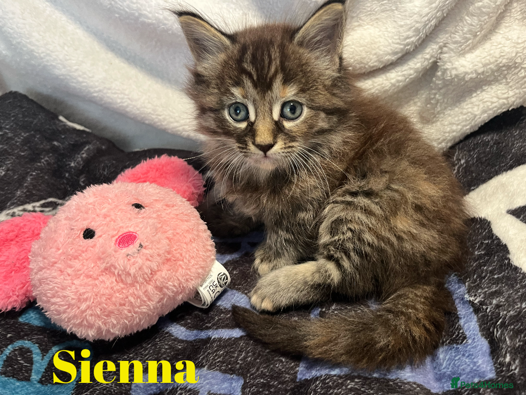 Maine Coon cats for sale: Stunning Half Maine coon kittens  - Image 6