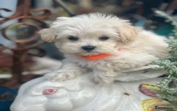 Maltipoo dogs for sale: F1 maltipoo - Image 26