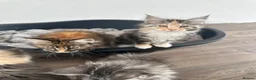 Maine Coon cats for sale: UPDATED PICS - GCCF Registered Maine Coon Kittens - Advert 7