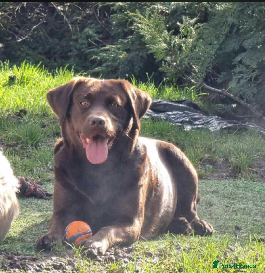 Goldador dogs for sale: Stunning Goldador Litter expected - Advert 12