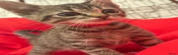 Mixed Breed cats for sale: 🐾 6 Beautiful Bengal × British Longhair Kittens🐾 - Advert 31