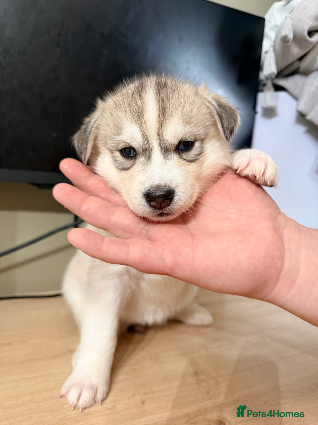Siberian Husky dogs for sale: SIBERIAN HUSKY  - Image 24