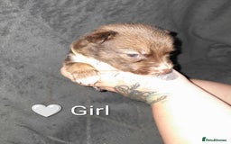 Mixed Breed dogs for sale: American Bulldog x Siberian Husky - Image 6