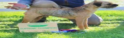Border Terrier dogs for sale: Champion bred companion  - Advert 3