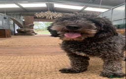 Sheepadoodle dogs for sale: Medium Sheepadoodle Puppies Available  - Advert 7