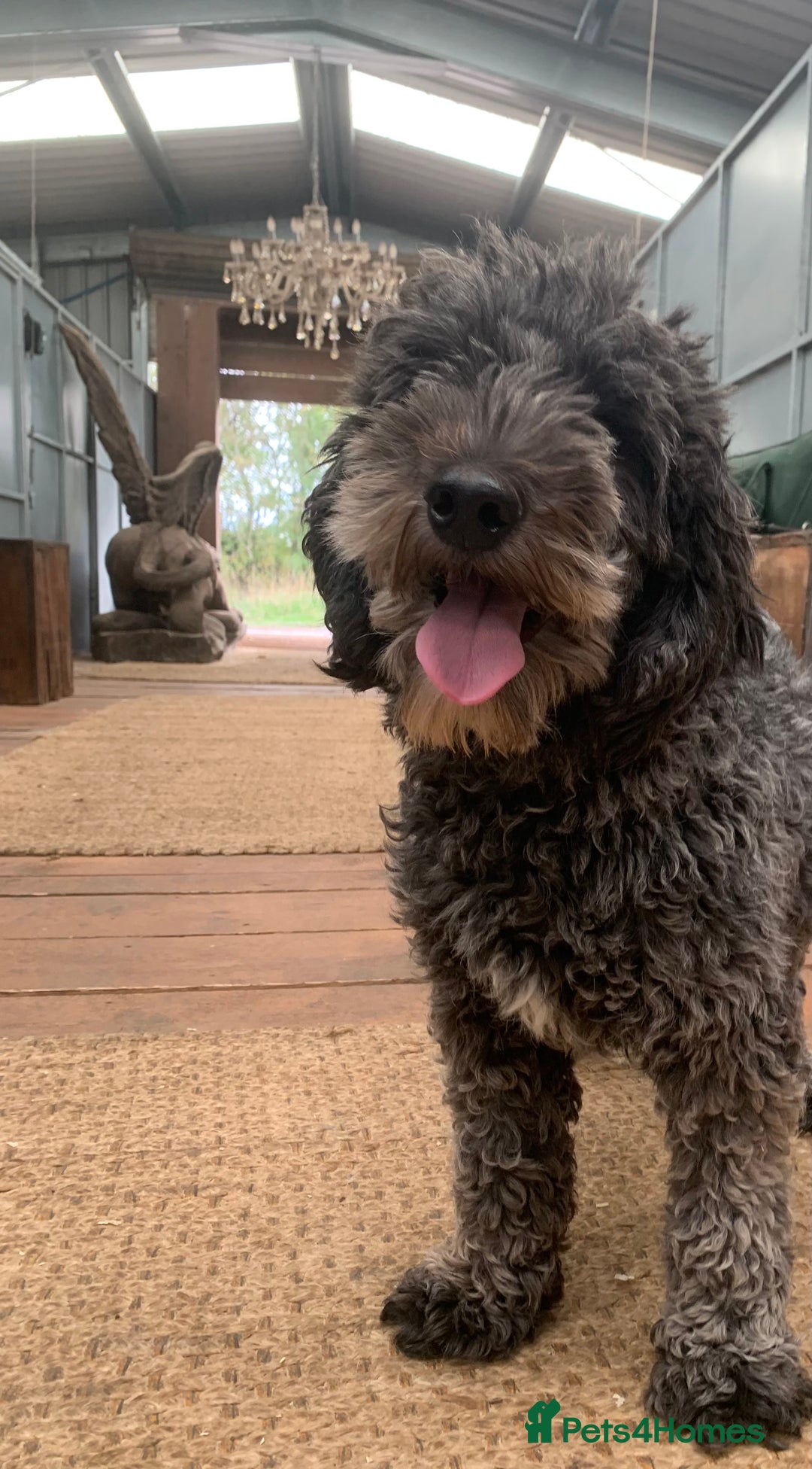 Sheepadoodle dogs for sale: Medium Sheepadoodle Puppies Available  - Advert 7