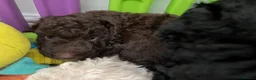 Mixed Breed dogs for sale: Intervariety Brown phantom Male Poodle  in Rugeley - Advert 12