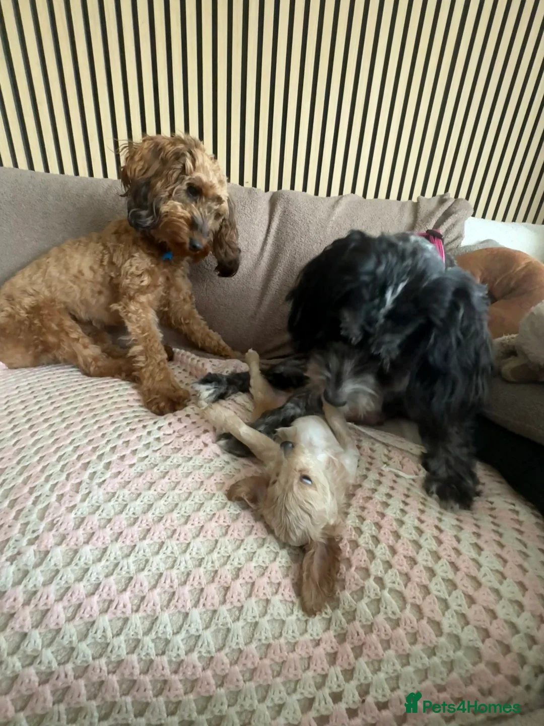 Cockapoo dogs for sale: Last cockapoo boy apricot Merle in Leek - Advert 2
