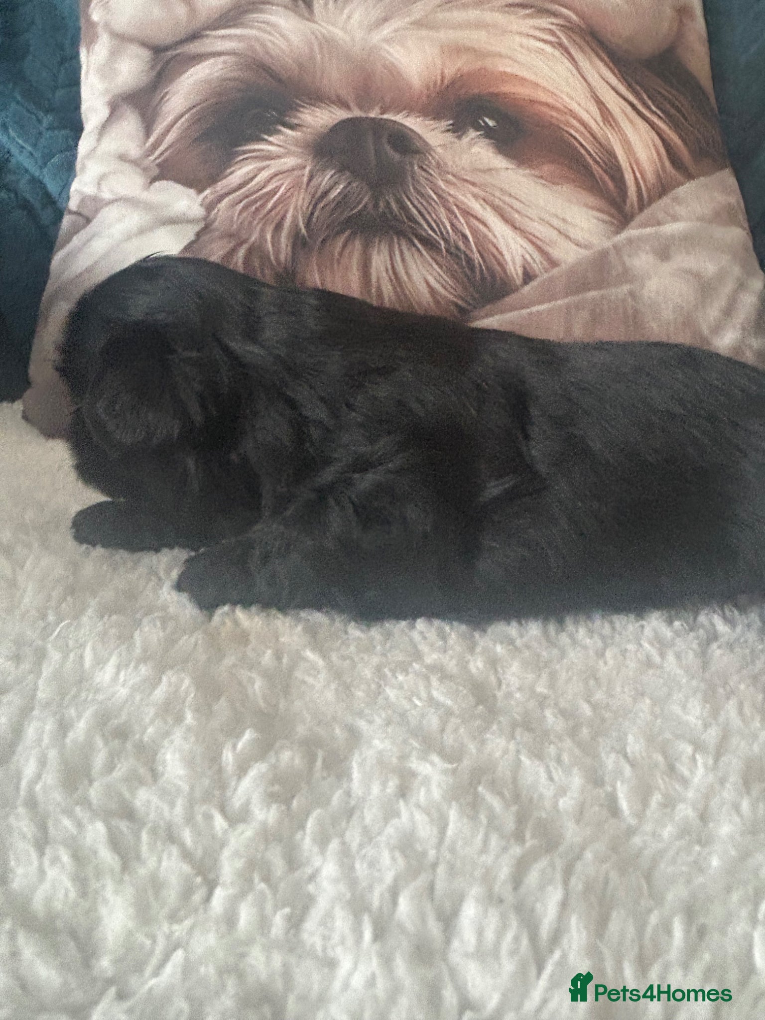 Shih Tzu dogs for sale: Full pedigree imperial Shih ztu - Advert 6