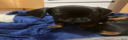 Miniature Dachshund dogs for sale: Stunning miniature dachshund puppies, 2 LEFT!!! - Advert 3