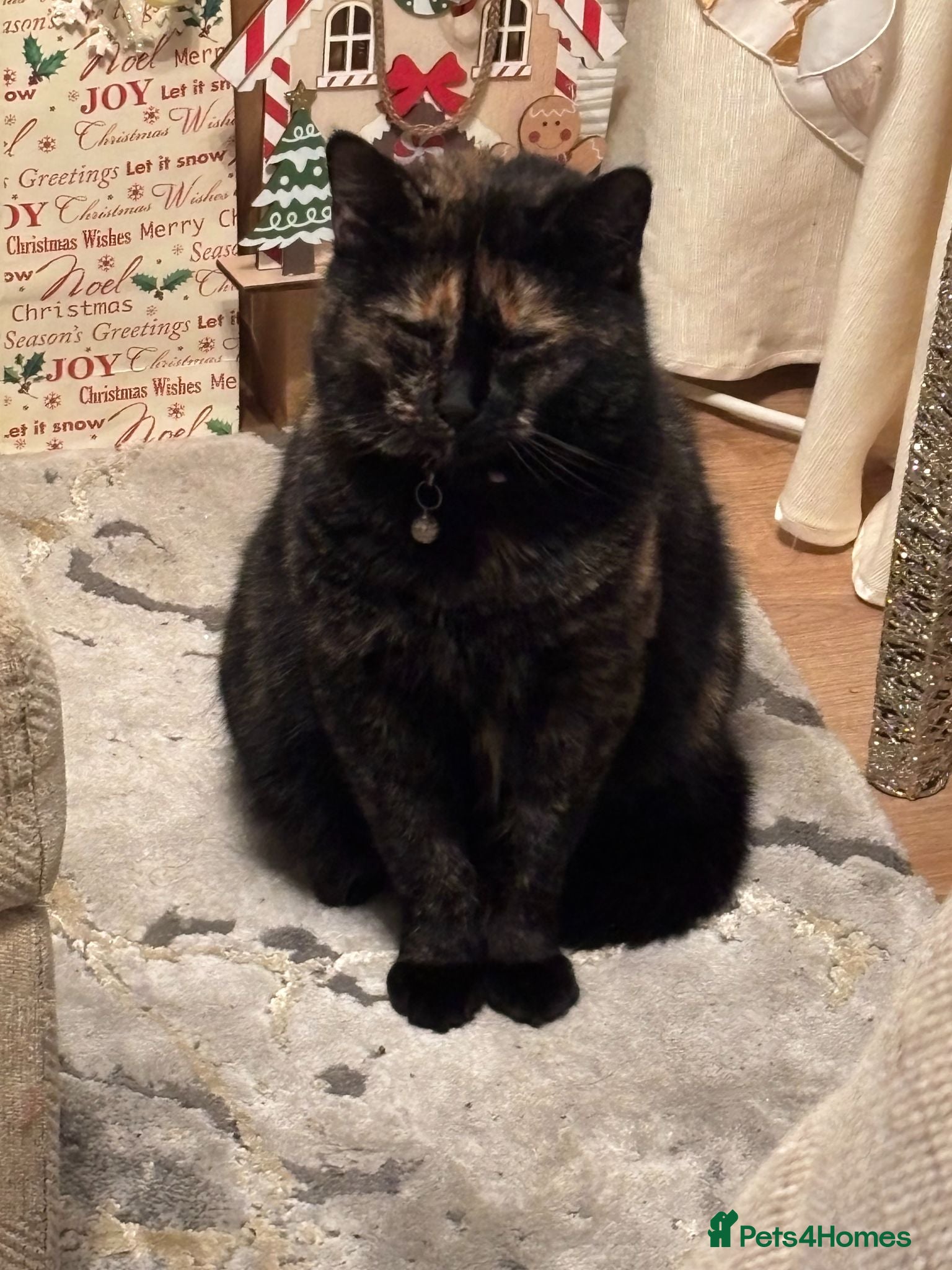 Mixed Breed cats Doja Cat - Advert 1