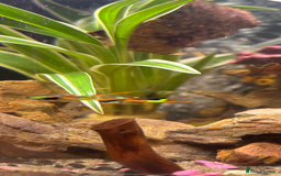 Other/Mixed Breed fish for sale: 5 beautiful male endlers guppies - Image 5