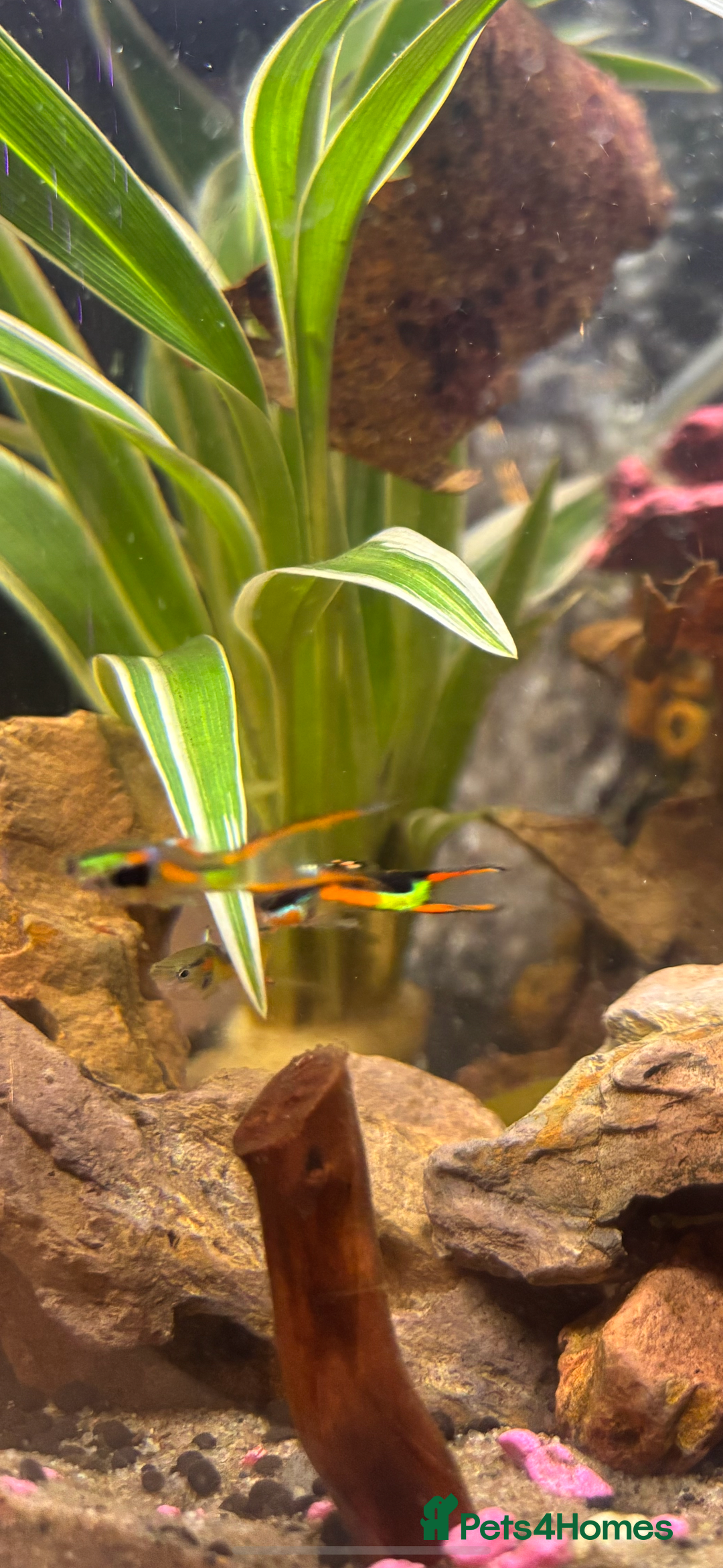 Other/Mixed Breed fish for sale: 5 beautiful male endlers guppies - Image 5