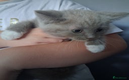 British Shorthair cats for sale: Adorable British short hair Kittens  - Image 6
