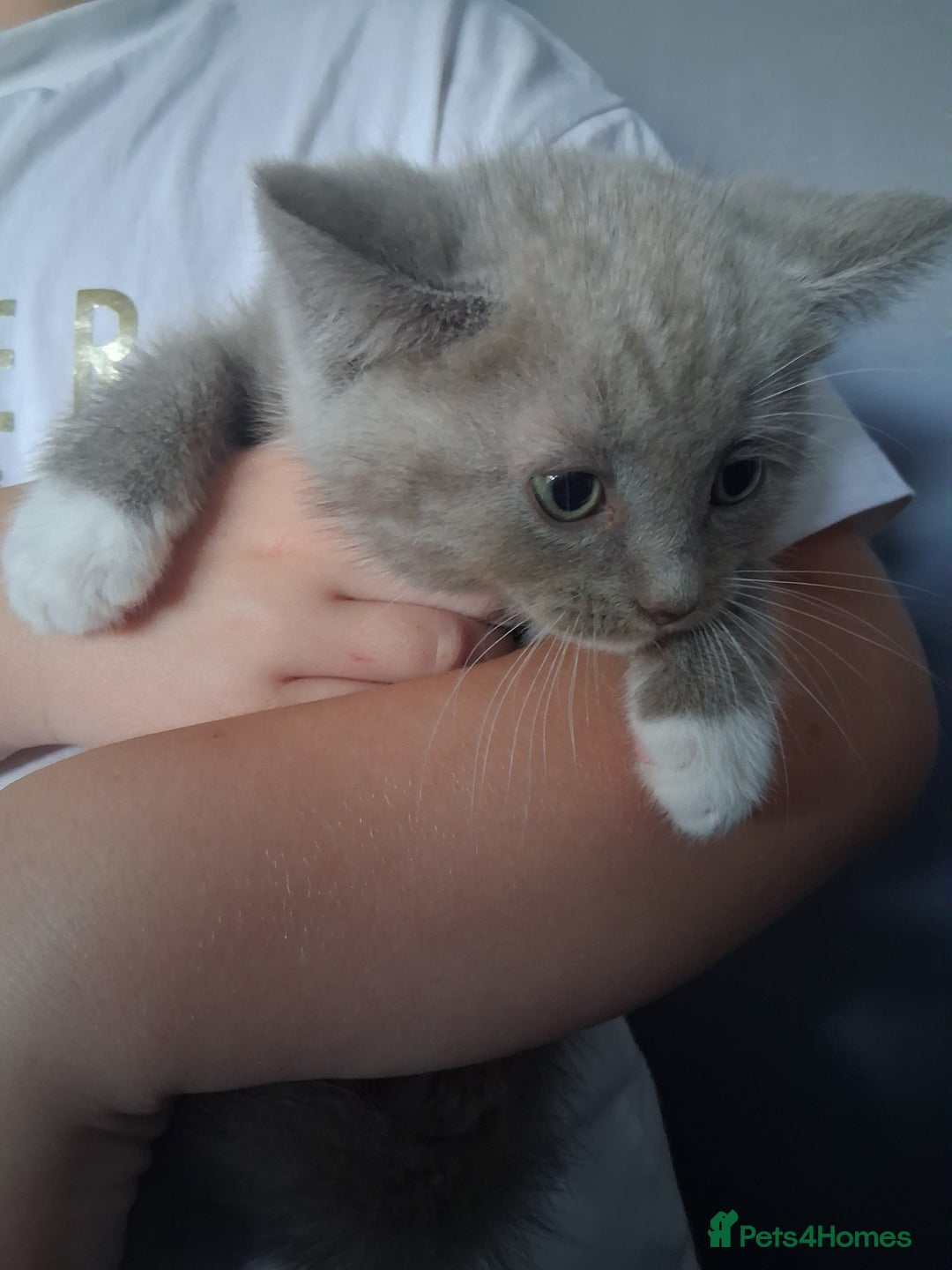 British Shorthair cats for sale: Adorable British short hair Kittens  - Image 6