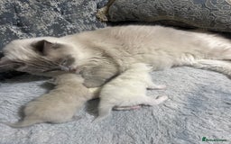 Ragdoll cats for sale: Ragdoll Cats And Kittens. (description) - Image 5