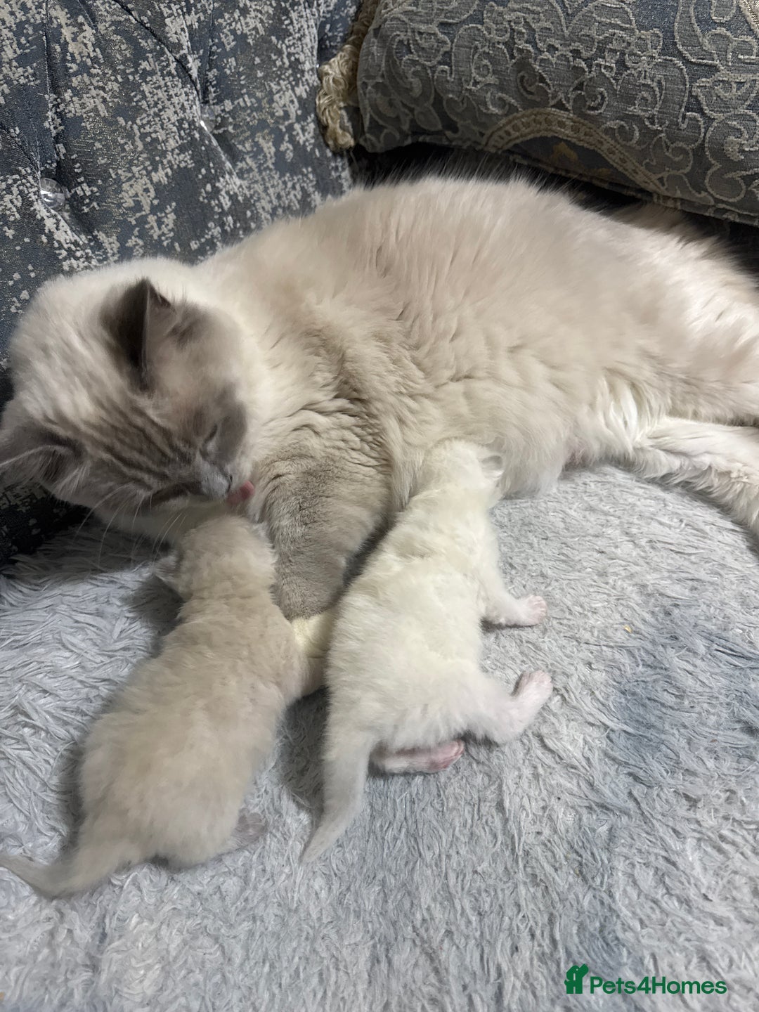 Ragdoll cats for sale: Ragdoll Cats And Kittens. (description) - Image 5