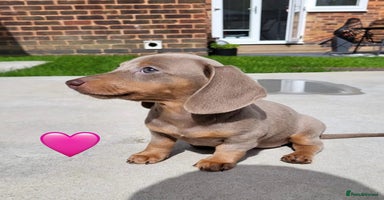 Miniature Dachshund dogs - Advert 5