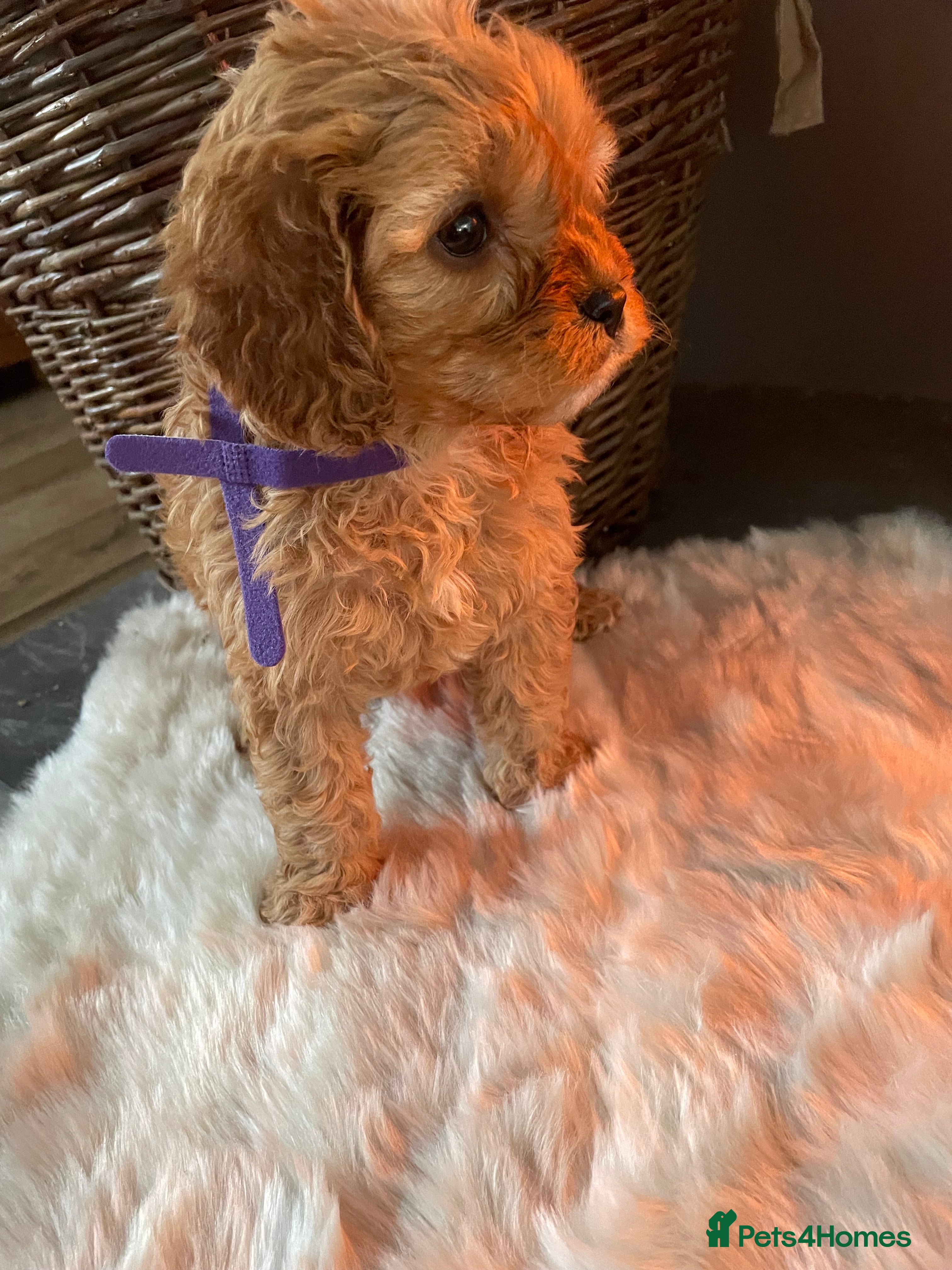 Cavapoo dogs Gorgeous Cavapoo Puppies - Advert 2