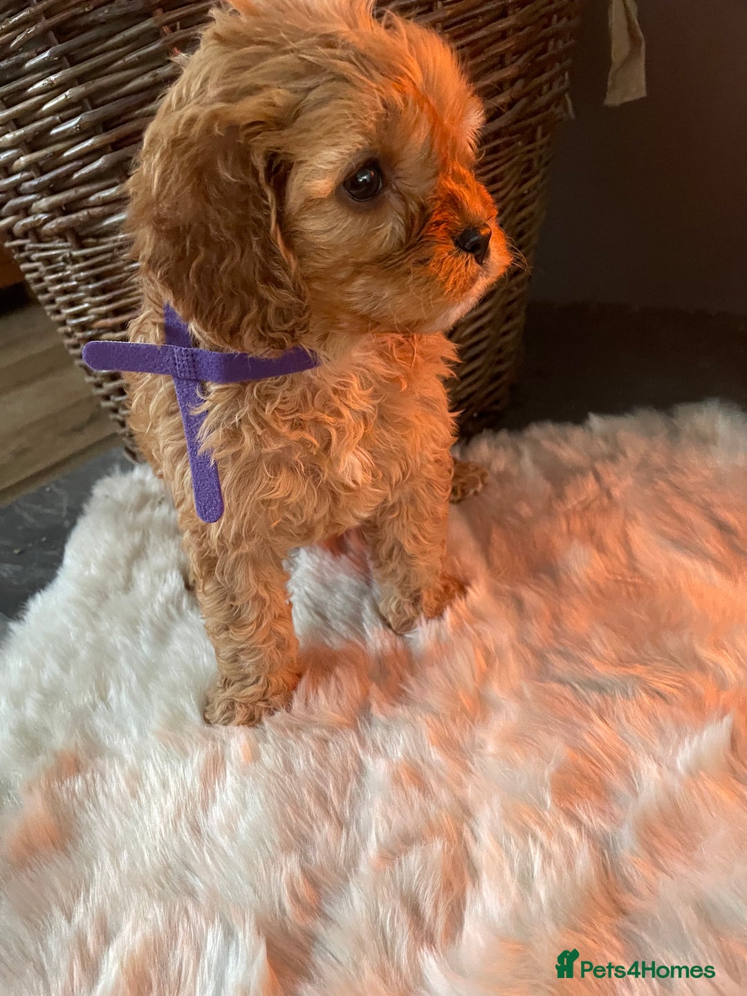 Cavapoo dogs for sale: Gorgeous Cavapoo Puppies - Advert 8