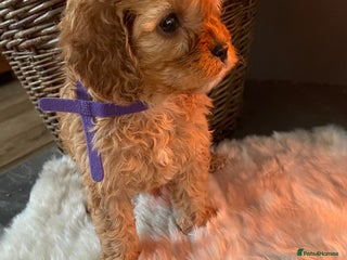 Cavapoo dogs Gorgeous Cavapoo Puppies - Advert 2