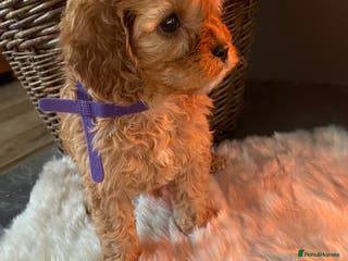 Cavapoo dogs Gorgeous Cavapoo Puppies - Advert 5